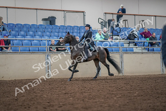 2019 Morgan Horse Show - Aug 30, 2019 - 15526