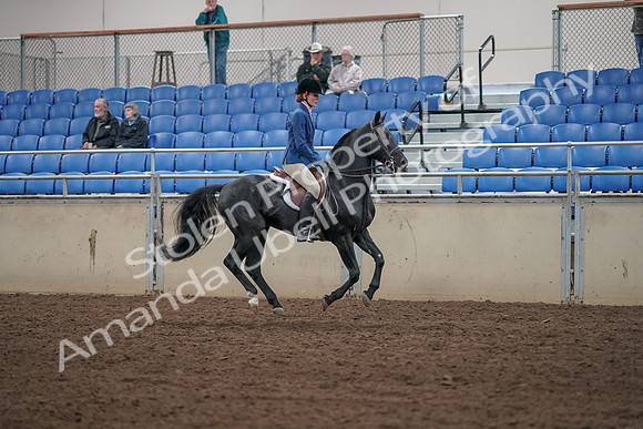 2019 Morgan Horse Show - Aug 31, 2019 - 07519