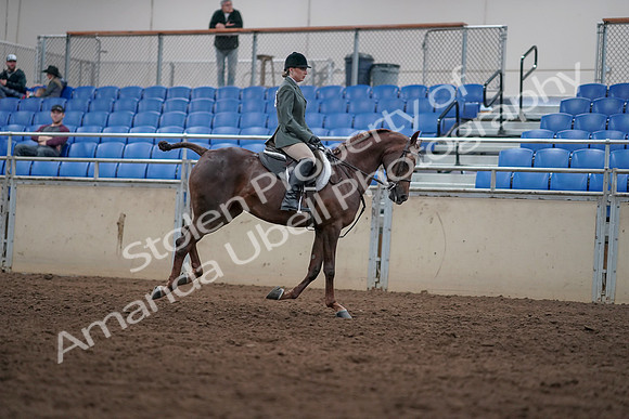 2019 Morgan Horse Show - Sept 01, 2019 - 08841
