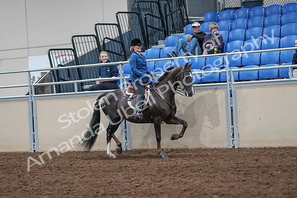 2020 - AB Morgan Horse - Sat, Sept 05 - 05198