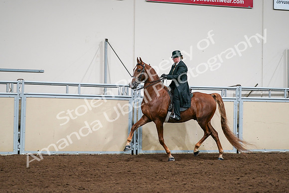 2020 - AB Morgan Horse - Sat, Sept 05 - 08046