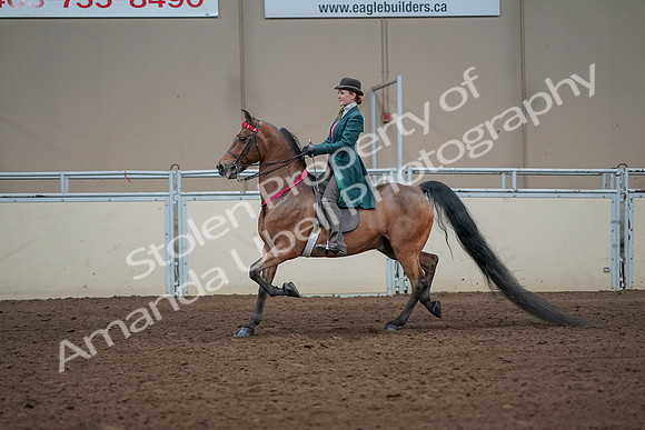 2019 Morgan Horse Show - Sept 01, 2019 - 13481