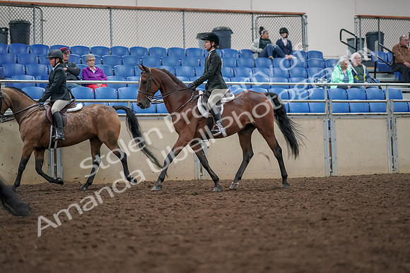 2019 Morgan Horse Show - Aug 30, 2019 - 20453