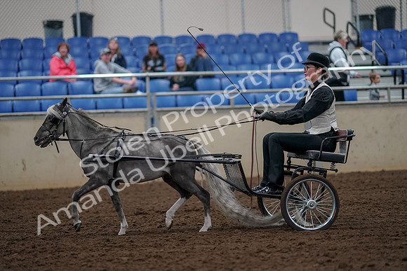 2019 Morgan Horse Show - Aug 30, 2019 - 13284