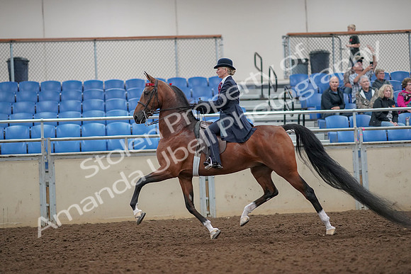 2019 Morgan Horse Show - Aug 30, 2019 - 25086