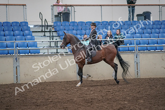 2019 Morgan Horse Show - Aug 31, 2019 - 08791