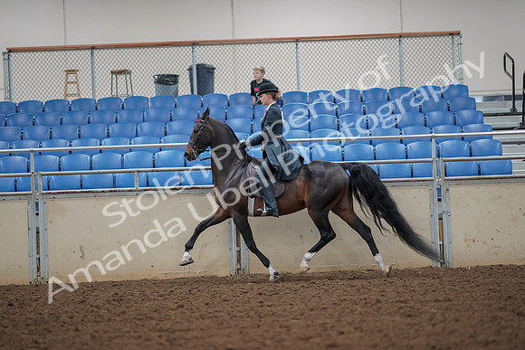 2019 Morgan Horse Show - Aug 30, 2019 - 25116