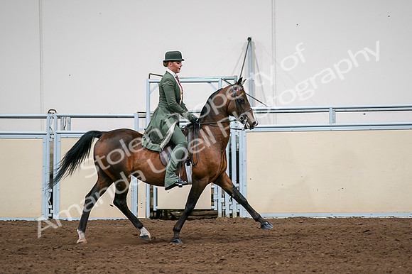 2020 - AB Morgan Horse - Fri, Sept 04 - 03380