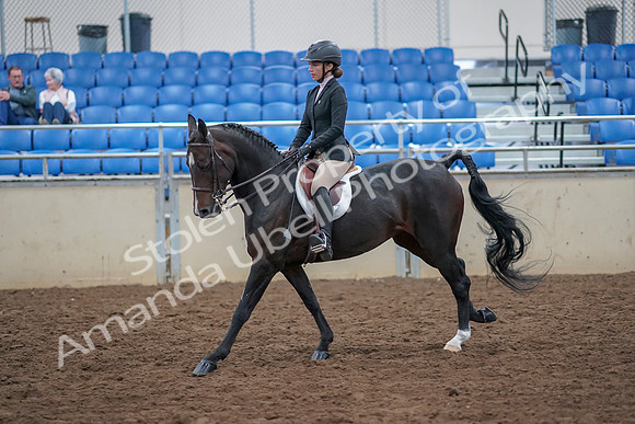 2019 Morgan Horse Show - Aug 30, 2019 - 20550