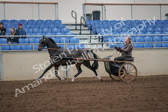 2019 Morgan Horse Show - Aug 30, 2019 - 13225