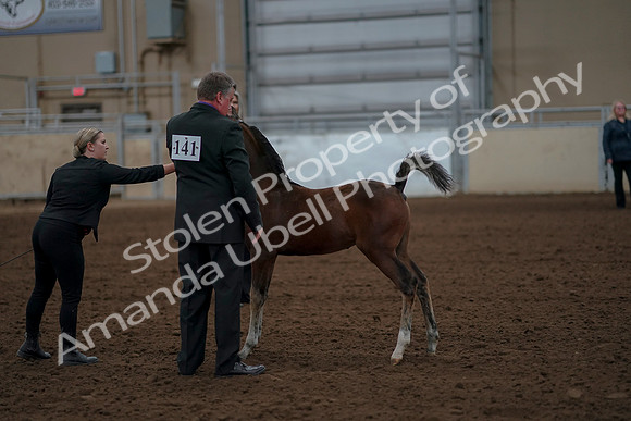 2019 Morgan Horse Show - Aug 30, 2019 - 24751