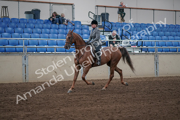 2019 Morgan Horse Show - Sept 01, 2019 - 12298