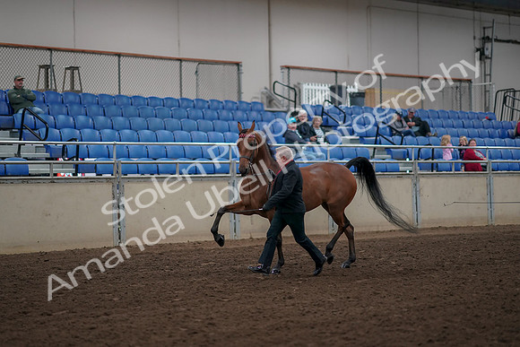 2019 Morgan Horse Show - Aug 31, 2019 - 00535