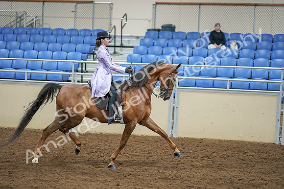 2020 - AB Morgan Horse - Fri, Sept 04 - 05193