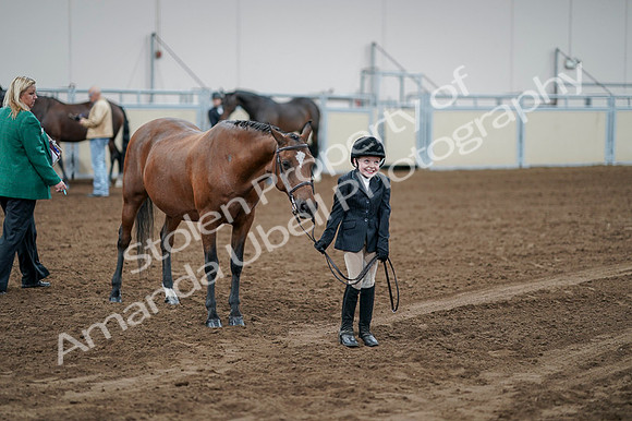 2020 - AB Morgan Horse - Fri, Sept 04 - 00841
