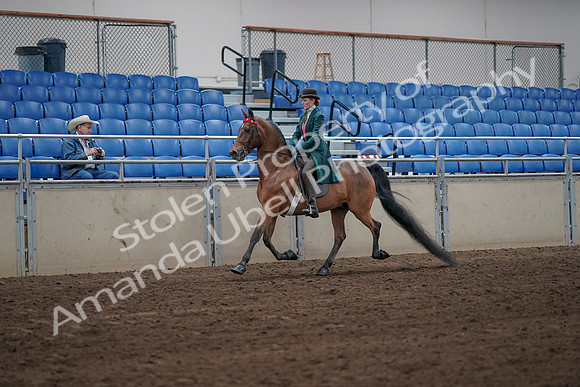 2019 Morgan Horse Show - Sept 01, 2019 - 13158