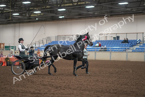 2019 Morgan Horse Show - Aug 31, 2019 - 04809