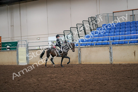 2019 Morgan Horse Show - Aug 30, 2019 - 12405