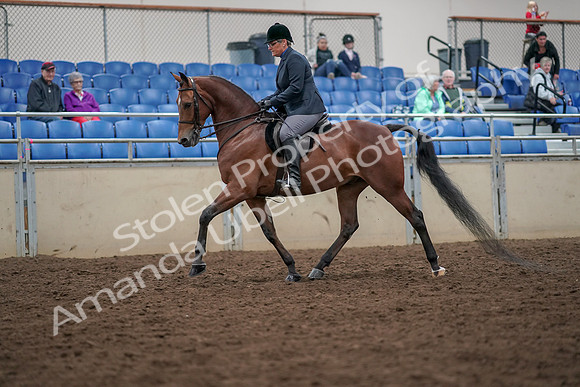 2019 Morgan Horse Show - Aug 30, 2019 - 19880