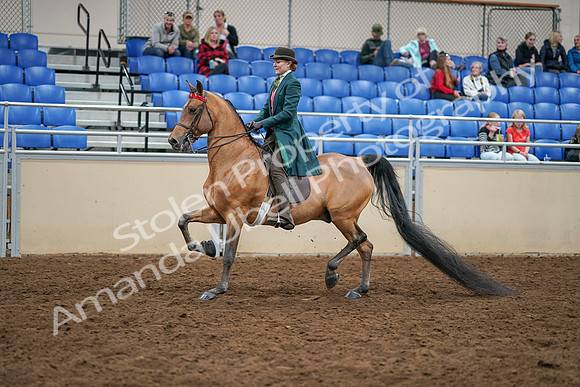 2020 - AB Morgan Horse - Sat, Sept 05 - 13770
