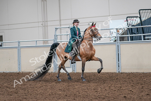 2020 - AB Morgan Horse - Sat, Sept 05 - 13849
