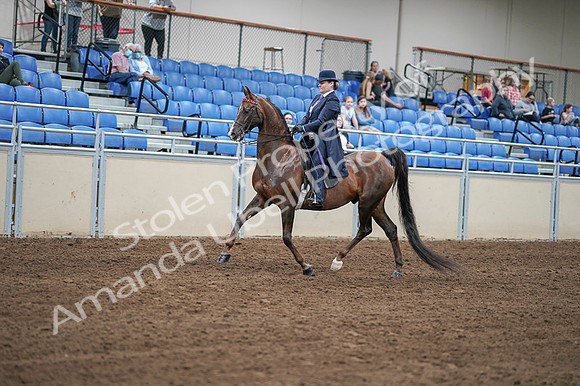 2020 - AB Morgan Horse - Fri, Sept 04 - 07889