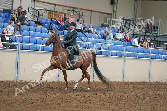 2020 - AB Morgan Horse - Fri, Sept 04 - 08025