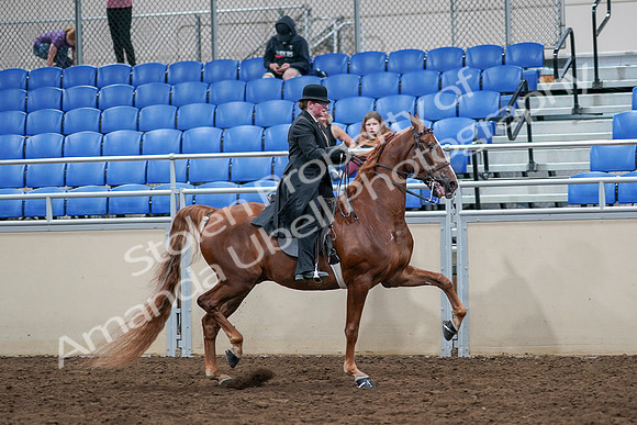 2020 - AB Morgan Horse - Sat, Sept 05 - 08265