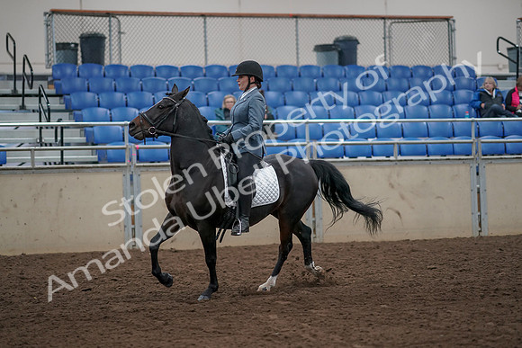 2019 Morgan Horse Show - Aug 31, 2019 - 07313