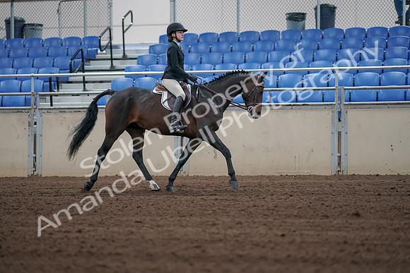 2019 Morgan Horse Show - Sept 01, 2019 - 03937
