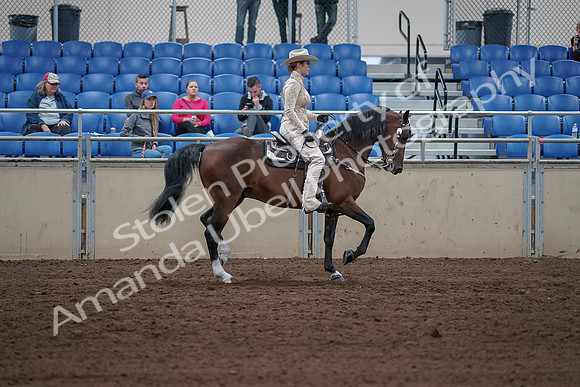 2019 Morgan Horse Show - Sept 01, 2019 - 07190