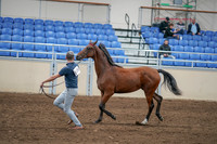 2020 - AB Morgan Horse - Sat, Sept 05 - 00536