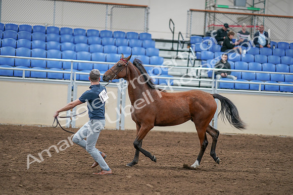 2020 - AB Morgan Horse - Sat, Sept 05 - 00536