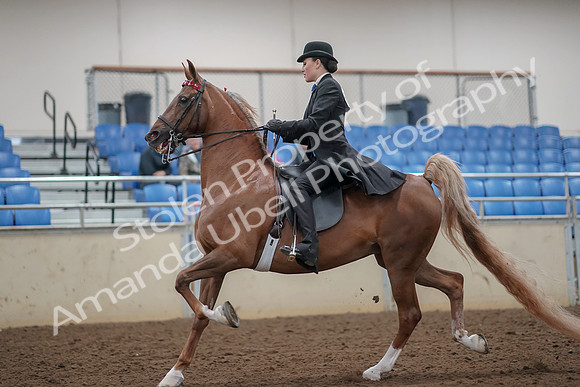 2019 Morgan Horse Show - Aug 30, 2019 - 24992