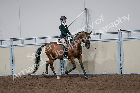 2020 - AB Morgan Horse - Fri, Sept 04 - 05996