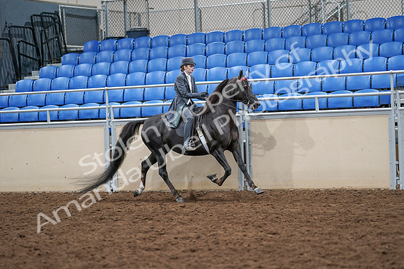 2020 - AB Morgan Horse - Sat, Sept 05 - 13938