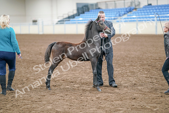2020 - AB Morgan Horse - Sat, Sept 05 - 00500