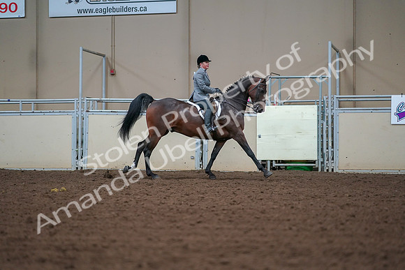 2019 Morgan Horse Show - Aug 30, 2019 - 21024