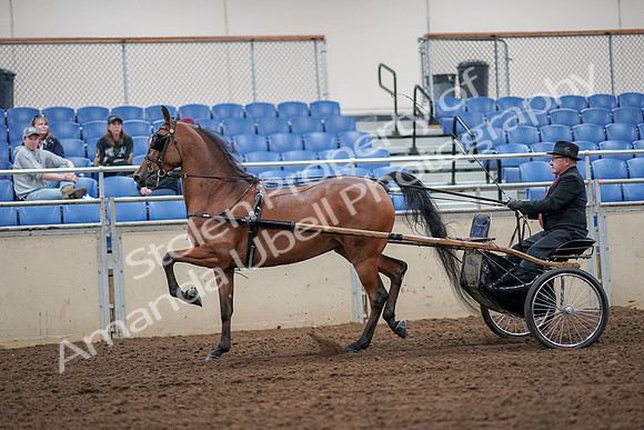 2019 Morgan Horse Show - Aug 30, 2019 - 13204