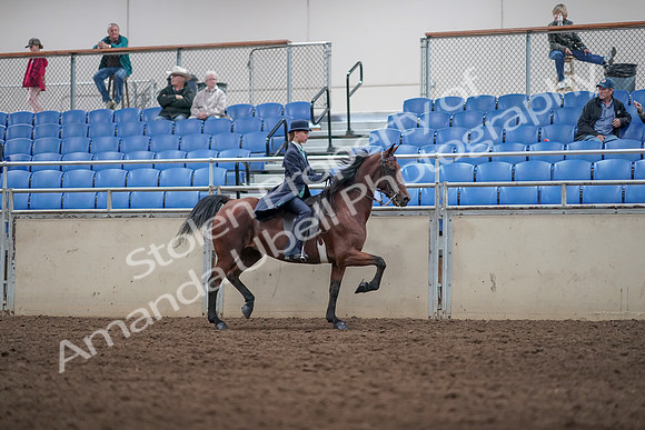 2019 Morgan Horse Show - Aug 31, 2019 - 08870