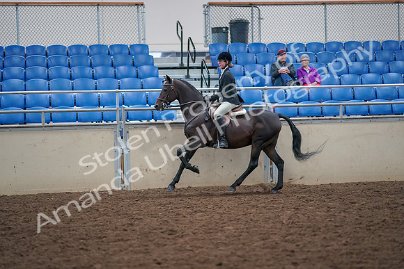 2019 Morgan Horse Show - Aug 30, 2019 - 20651