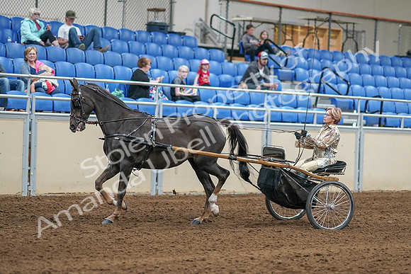 2020 - AB Morgan Horse - Sat, Sept 05 - 05844