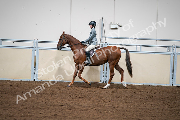 2020 - AB Morgan Horse - Fri, Sept 04 - 03050