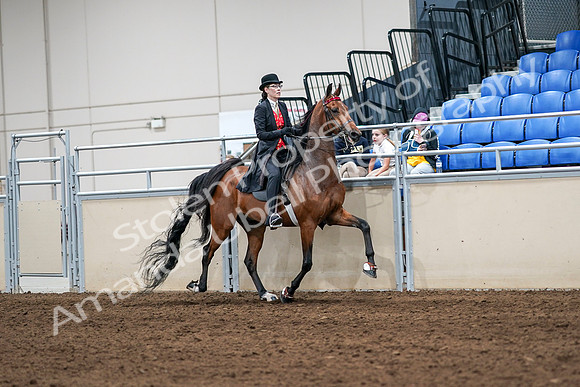 2020 - AB Morgan Horse - Sat, Sept 05 - 06778