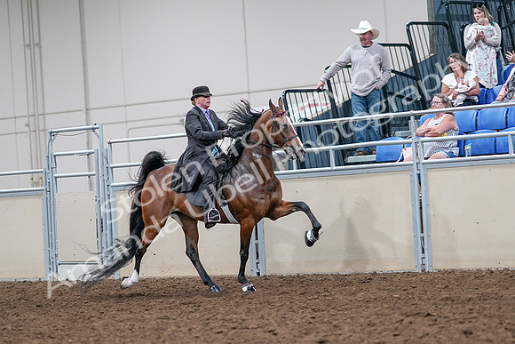 2020 - AB Morgan Horse - Sat, Sept 05 - 13206