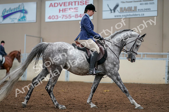 2019 Morgan Horse Show - Aug 30, 2019 - 22459
