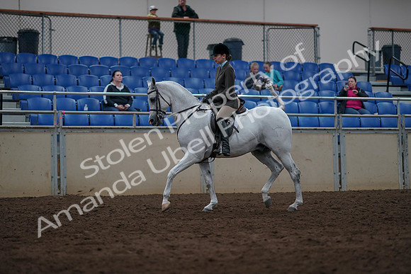 2019 Morgan Horse Show - Sept 01, 2019 - 08633