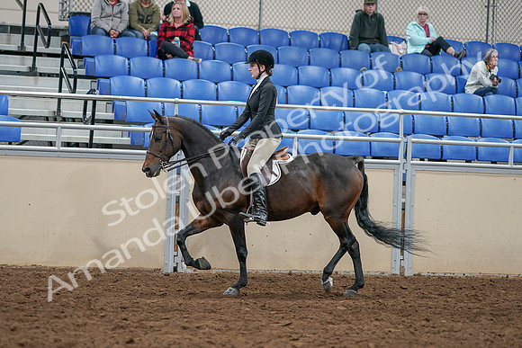 2020 - AB Morgan Horse - Sat, Sept 05 - 14379