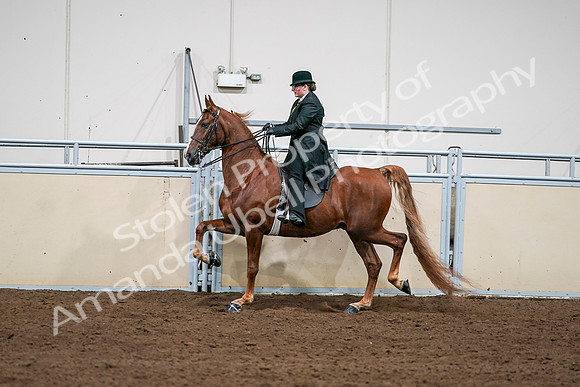 2020 - AB Morgan Horse - Sat, Sept 05 - 08052