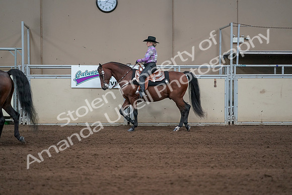2019 Morgan Horse Show - Sept 01, 2019 - 06879